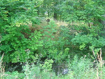 Keltenschanze bei Amerdingen