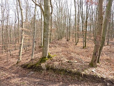 Ringwall am Burgberg bei Heroldingen