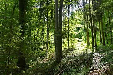 Wald bei Steinernen Rinne Hechlingen